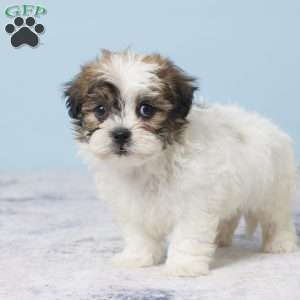 Carter, Teddy Bear Puppy